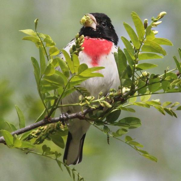 Bird in tree