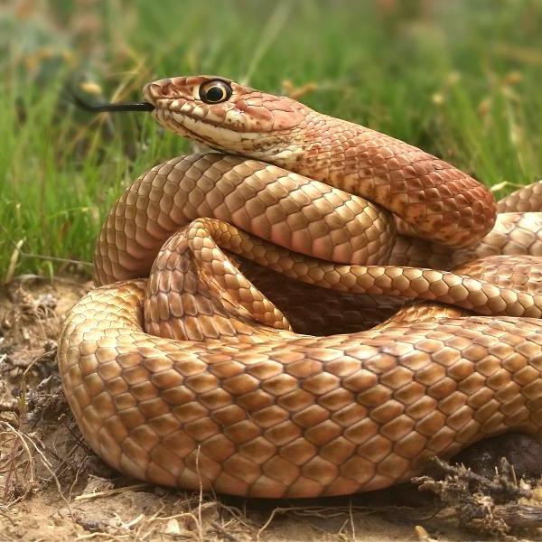 coachwhip snake