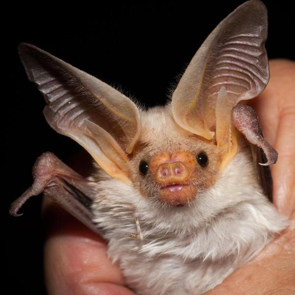 Pallid Bat