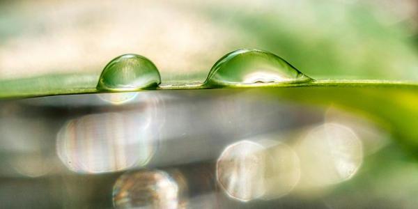 Raindrops on a leaf